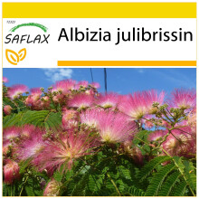 SAFLAX Anzucht Set - Schlafbaum - Albizia - 50 Samen