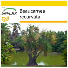 SAFLAX Anzucht Set - Flaschenbaum - Beaucarnea - 10 Samen