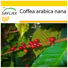 SAFLAX Anzucht Set - Zwergkaffee - Coffea - 8 Samen
