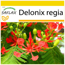 SAFLAX Anzucht Set - Flammenbaum - Delonix - 6 Samen