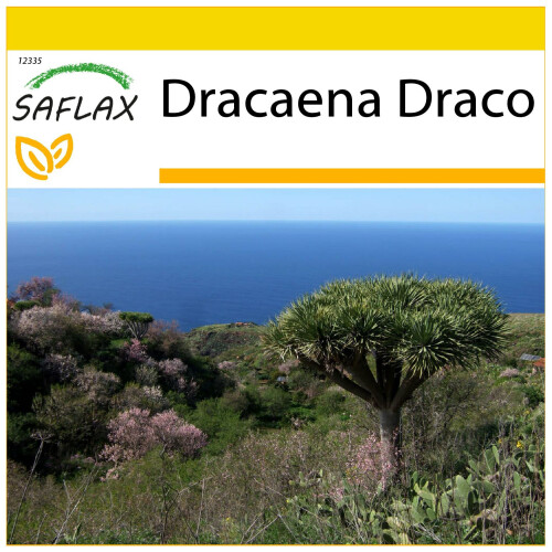 SAFLAX Anzucht Set - Drachenbaum - Dracaena - 5 Samen