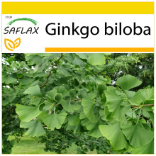SAFLAX Anzucht Set - Ginkgo - Ginkgo - 4 Samen
