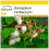 SAFLAX Anzucht Set - Topfbaumwolle - Gossypium - 12 Samen 1