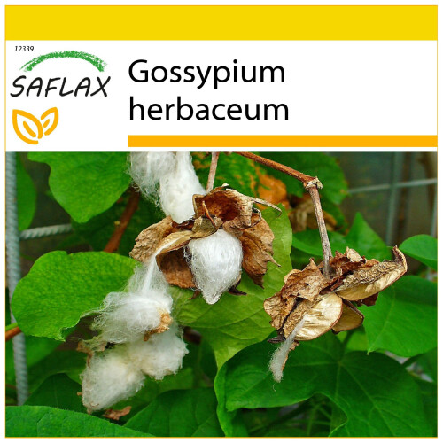 SAFLAX Anzucht Set - Topfbaumwolle - Gossypium - 12 Samen