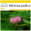 SAFLAX Anzucht Set - Mimose - Mimosa - 70 Samen 1