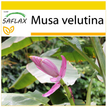SAFLAX Anzucht Set - Kenia-Banane - Musa - 8 Samen