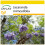 SAFLAX Anzucht Set - Jacaranda - Jacaranda - 50 Samen 1