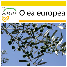 SAFLAX Anzucht Set - Ölbaum - Olea - 20 Samen