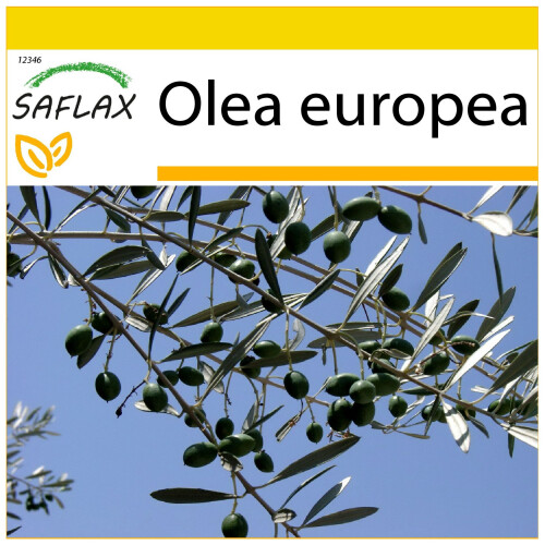 SAFLAX Anzucht Set - Ölbaum - Olea - 20 Samen