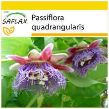 SAFLAX Anzucht Set - Königsgranadilla - Passiflora - 12 Samen