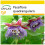 SAFLAX Anzucht Set - Königsgranadilla - Passiflora - 12 Samen 1