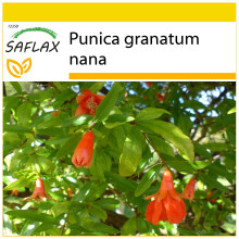 SAFLAX Anzucht Set - Zwerg - Granatapfel - Punica - 50 Samen