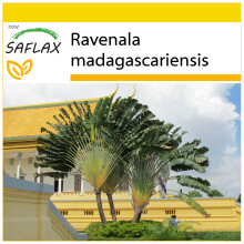 SAFLAX Anzucht Set - Baum des Reisenden - Ravenala - 8 Samen