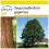 SAFLAX Anzucht Set - Berg - Mammutbaum - Sequoiadendron - 50 Samen 1