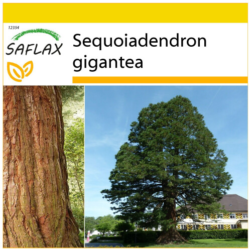 SAFLAX Anzucht Set - Berg - Mammutbaum - Sequoiadendron - 50 Samen