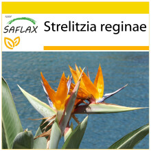 SAFLAX Anzucht Set - Paradiesvogelblume - Strelitzia - 5 Samen