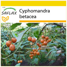 SAFLAX Anzucht Set - Tamarillo - Cyphomandra - 50 Samen