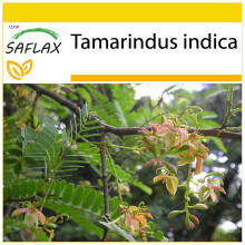 SAFLAX Anzucht Set - Tamarinde - Tamarindus - 4 Samen