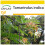 SAFLAX Anzucht Set - Tamarinde - Tamarindus - 4 Samen 1