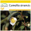 SAFLAX Anzucht Set - Teestrauch - Camellia - 6 Samen 1