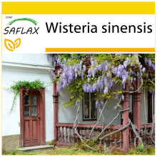SAFLAX Anzucht Set - Blauregen - Wisteria - 4 Samen