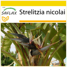 SAFLAX Anzucht Set - Paradiesvogelblume - Strelitzia - 5 Samen