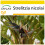 SAFLAX Anzucht Set - Paradiesvogelblume - Strelitzia - 5 Samen 1