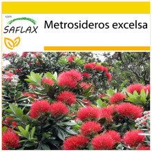SAFLAX Anzucht Set - Eisenholzbaum - Metrosideros - 300 Samen