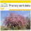 SAFLAX Anzucht Set - Blütenkirsche - Prunus - 30 Samen 1