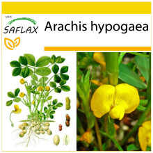 SAFLAX Anzucht Set - Erdnuß - Arachis - 8 Samen