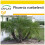 SAFLAX Anzucht Set - Dattelpalme - Phoenix - 25 Samen 1