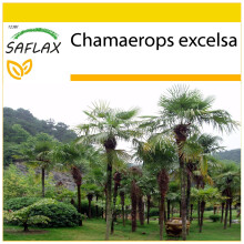 SAFLAX Anzucht Set - Hanfpalme - Chamaerops - 10 Samen