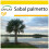 SAFLAX Anzucht Set - Palmettopalme - Sabal - 8 Samen 1