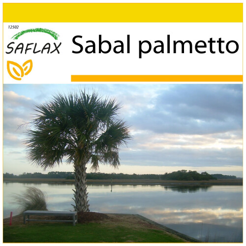 SAFLAX Anzucht Set - Palmettopalme - Sabal - 8 Samen