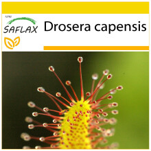 SAFLAX Anzucht Set - Sonnentau - Drosera - 200 Samen