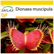 SAFLAX Anzucht Set - Venus - Fliegenfalle - Dionaea - 10 Samen