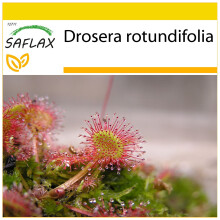 SAFLAX Anzucht Set - Rundblättriger Sonnentau - Drosera - 50 Samen