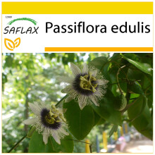 SAFLAX Anzucht Set - Purpurgranadilla - Passiflora - 40 Samen