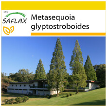 SAFLAX - Cultivation set - Dawn Redwood - 60 seeds - With mini greenhouse, growing substrate and 2 pots - Metasequoia glyptostroboides