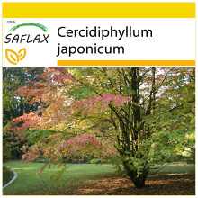 SAFLAX Anzucht Set - Lebkuchenbaum - Cercidiphyllum - 200 Samen