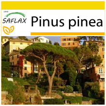 SAFLAX Anzucht Set - Mittelmeerpinie - Pinus - 6 Samen