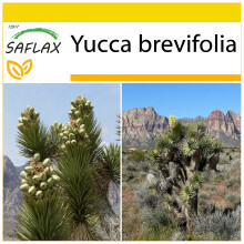SAFLAX - Cultivation set - Joshua Tree - 10 seeds - With mini greenhouse, growing substrate and 2 pots - Yucca brevifolia