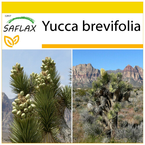 SAFLAX Anzucht Set - Joshua Tree - Yucca - 10 Samen