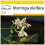 SAFLAX Anzucht Set - Moringa - Moringa - 10 Samen 1
