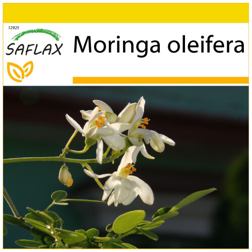 SAFLAX Anzucht Set - Moringa - Moringa - 10 Samen