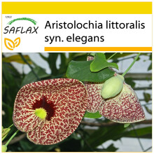 SAFLAX - Cultivation set - Dutchman's Pipe - 80 seeds - With mini greenhouse, growing substrate and 2 pots - Aristolochia littoralis syn. elegans