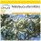 SAFLAX Anzucht Set - Australischer Teebaum - Melaleuca - 400 Samen 1