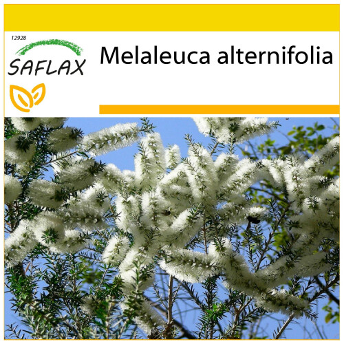 SAFLAX Anzucht Set - Australischer Teebaum - Melaleuca - 400 Samen