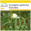 SAFLAX Anzucht Set - Eucalyptus (bicostata) - Eucalyptus - 100 Samen 1