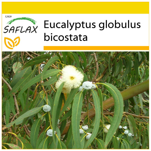 SAFLAX Anzucht Set - Eucalyptus (bicostata) - Eucalyptus - 100 Samen
